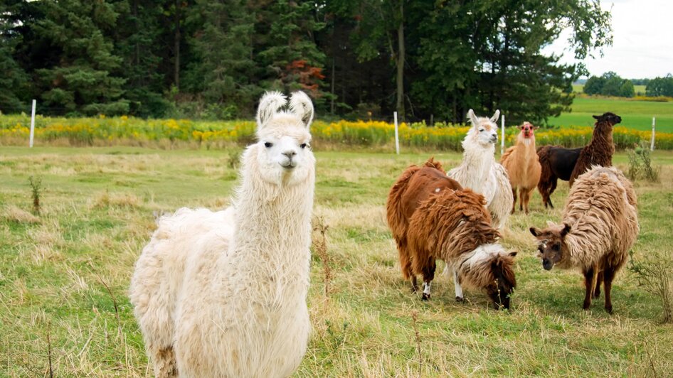 Ausflugsfahrt: Ein Lama kommt selten allein - Impressionen #2.2