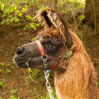 Lama Maxi | © Carolina Gigleitner