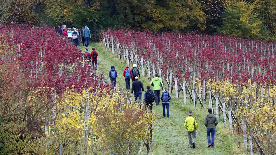 Weingarten Söchau | © Manuela Schweinzer-Riegler