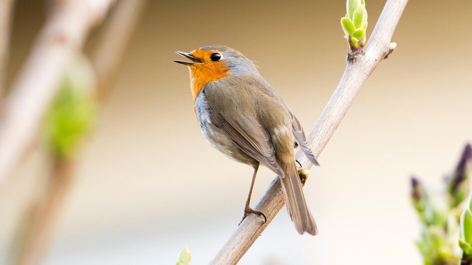 Rotkehlchen im Frühling auf einem Zweig | © Leander Khil