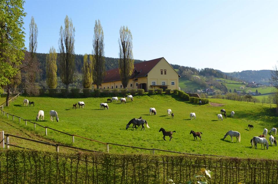 Lipizzaner Herde | © SHS