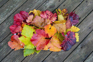 fall-238322_1920 | © Pixabay