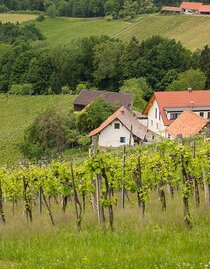 Weingut Resch | © Weingut Resch | Hermine Resch |  Hermine Resch | © Weingut Resch | Hermine Resch