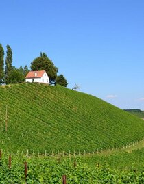 Weingut Adam-Schererkogl_ | © Weingut Adam-Schererkogl Buschenschank | © Weingut Adam-Schererkogl Buschenschank