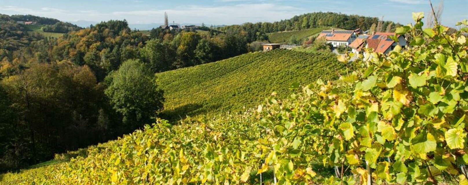 Weingut Pongratz Kranachberg_