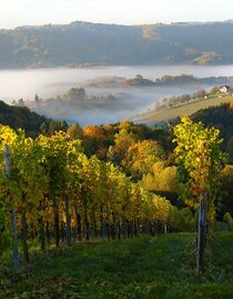 Weingut Buschenschank Wutti Weingarten | © Weingut Buschenschank Wutti | Jasmin Wutti | © Weingut Buschenschank Wutti | Jasmin Wutti