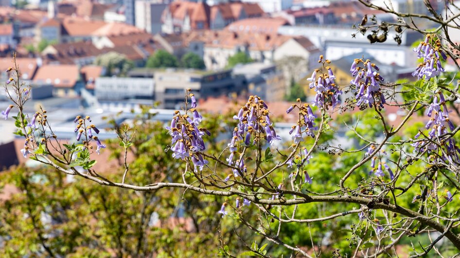 Blauglockenbaum mit Blick auf Graz.