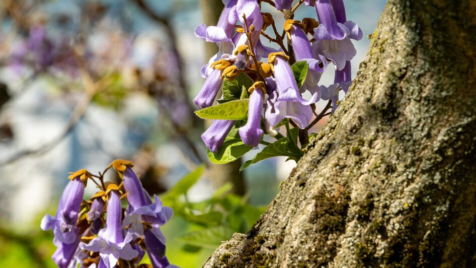Ein Blauglockenbaum blüht am Grazer Schlossberg mit lila Blumen.