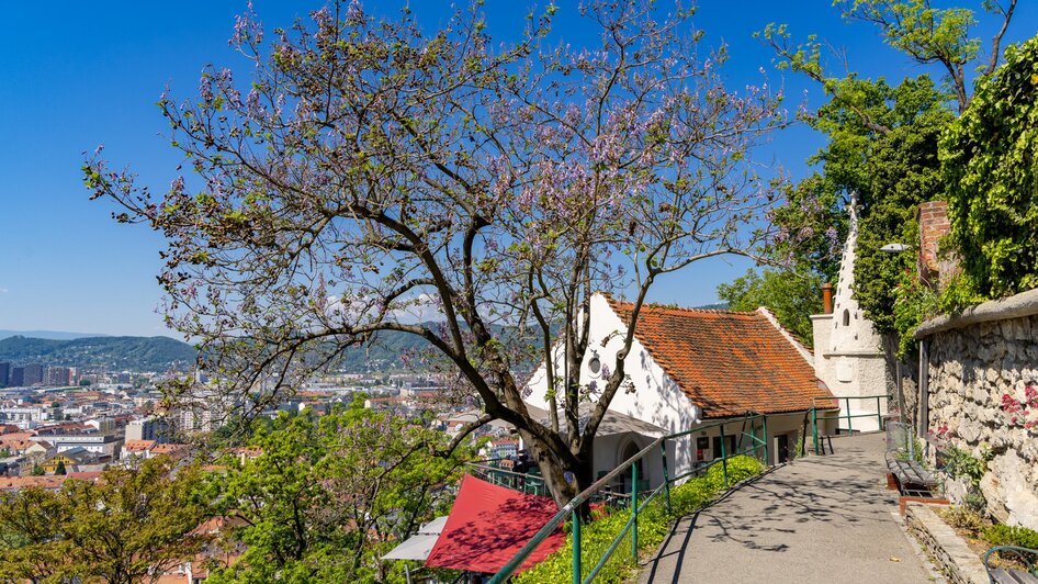 Blick auf Graz mit Blauglockenbaum.