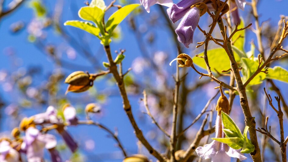 Ein Blauglockenbaum mit lila Blüten und frischen Blättern vor blauem Himmel.