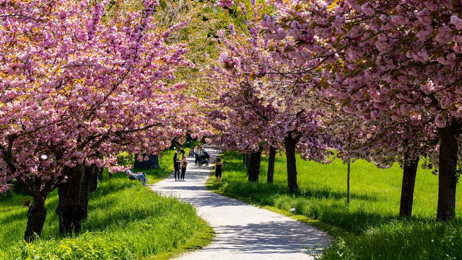 Ein herrlicher Weg geht durch blühende Kirschbäume im Frühling.