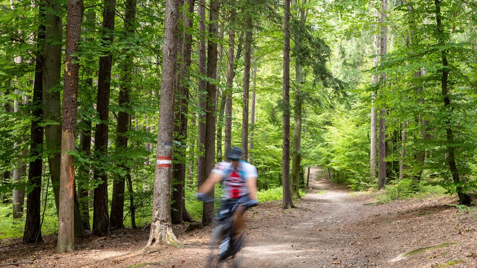 Der Weg ist das Ziel -  Den Buchkogel erwandern | © Graz Tourismus - Harry Schiffer