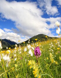 Bunte Blumenwiese im Obertal | © (c) Martin Huber - all rights reserved | Martin Huber