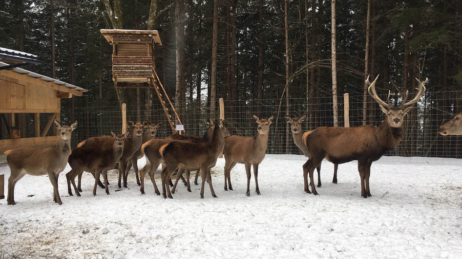 Rotwildfütterung | © Reinhard und Birgit Huber