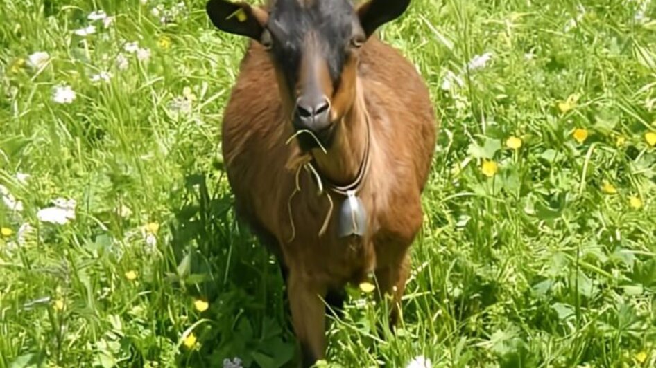 Tierisches Yoga auf der Weide - Impressionen #2.2 | © Sandra Glaser