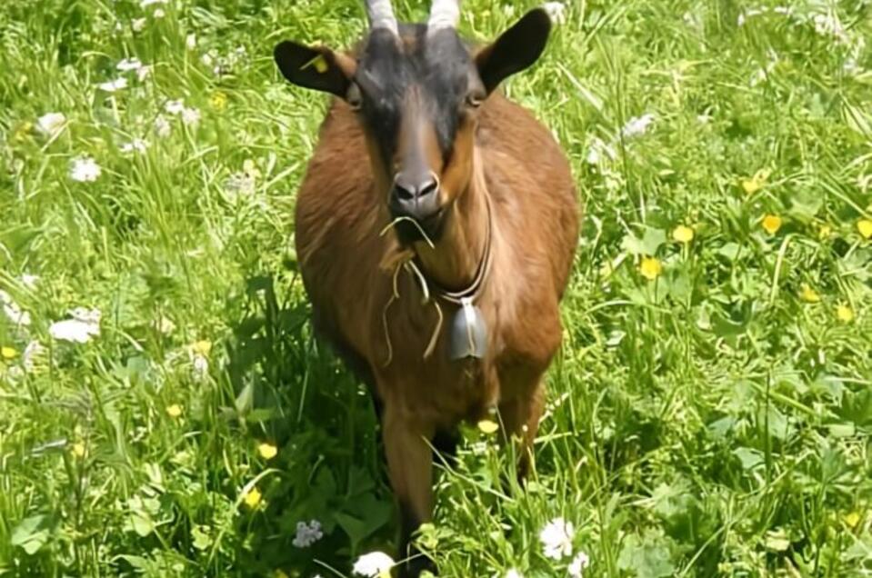 Tierisches Yoga auf der Weide - Impression #1 | © Sandra Glaser