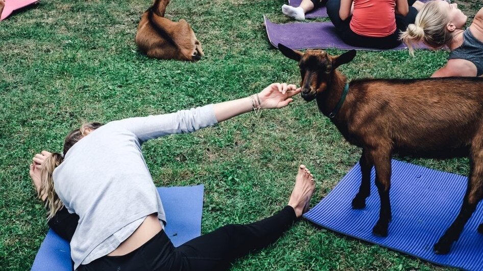 Tierisches Yoga auf der Weide - Impressionen #2.1 | © Sandra Glaser