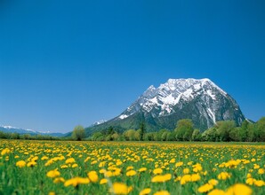 Blumenwiese in Trautenfels mit Grimming im Hintergrund | © Schladming Dachstein/Steiermark Tourismus/bigshot.at