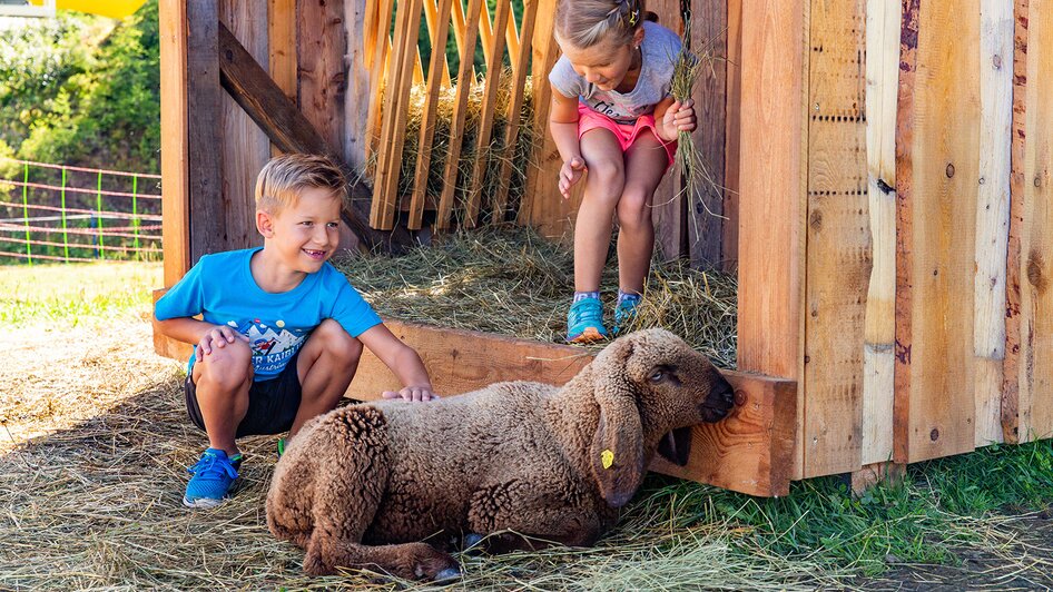 Kinder beim Streicheln eines Schafes | © Hauser Kaibling@René Eduard Perhab