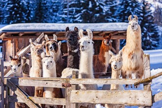 Lama und Alpaka am Klausnerhof | © TVB Haus-Aich-Gössenberg@René Eduard Perhab