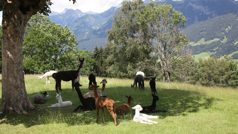 Lama und Alpaka am Klausnerhof | © Klausnerhof