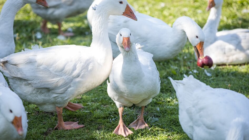 Gänse am Landgut Putterer