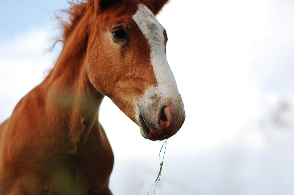 Ponyreiten am Schlapferhof - Impression #1 | © Pexels Photo