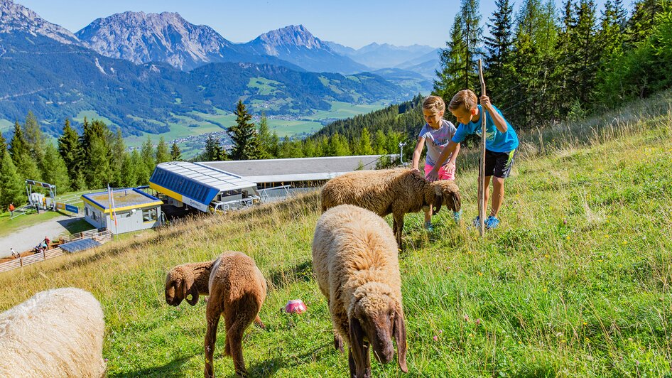 Kinder mit Schafen beim Streichelzoo am Hauser Kaibling | © Hauser Kaibling@René Eduard Perhab