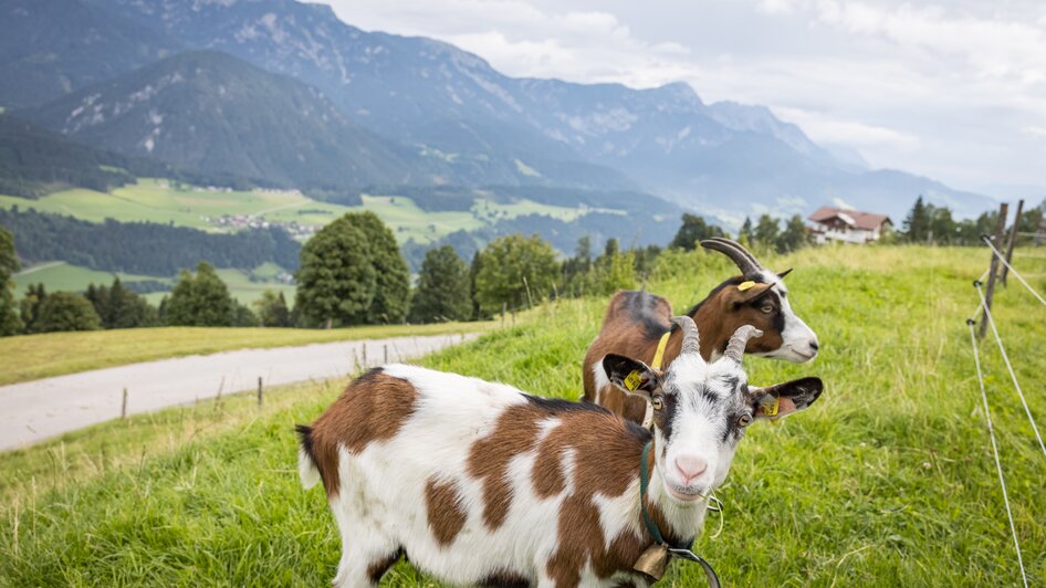 Ziegen am Wieslechnerhof | © Netzwerk Kulinarik Wildbild